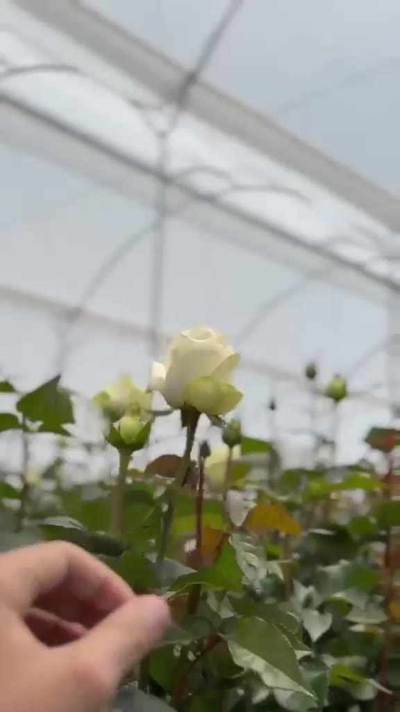 Export Roses Ecuador greenhouse video preview